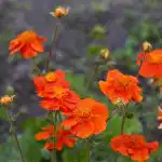 10 daudzgadīgi ziedi, kas ar vecumu kļūst tikai labāki: eksperti nosauca šķirnes 10 daudzgadīgi ziedi, kas ar vecumu kļūst tikai labāki: eksperti