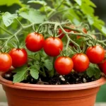 tomatus-uz-palodzes-var-audzet-no-viena-svaiga-ka-to.webp.webp