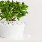 Kas nepieciešams naudas kokam martā: vienkārši padomi sulīgai augšanai kas-nepieciesams-naudas-kokam-marta-vienkarsi-padomi-suligai-augsanai.webp.webp