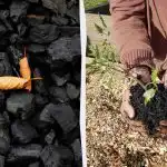 4 pārsteidzoši veidi, kā izmantot ogles dārzā 4 pārsteidzoši veidi, kā izmantot ogles dārzā