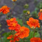 10 daudzgadīgi ziedi, kas ar vecumu kļūst tikai labāki: eksperti nosauca šķirnes 10-daudzgadigi-ziedi-kas-ar-vecumu-klust-tikai-labaki-eksperti.webp.webp