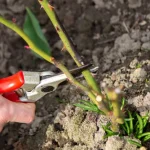 Rožu pavasara atzarošana stimulē ziedēšanu: vasarā tās ziedēs kā vēl nekad rozu-pavasara-atzarosana-stimule-ziedesanu-vasara-tas-ziedes-ka-vel.webp.webp