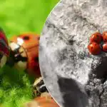 Audzēts un izmests no lidmašīnām: pēc siseņiem Ukrainu uzbrūk jauns