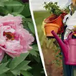 Dabiski “steroīdi” peonijām: kā barot ziedus bez ķimikālijām