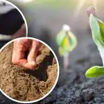 Dārznieka Mēness kalendārs aprīlim: ko un kad stādīt dārzā