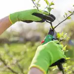 Dārzniekiem atgādināja – pienācis laiks apgriezt persikus: kurš zars ir jānoņem Dārzniekiem atgādināja – pienācis laiks apgriezt persikus: kurš zars ir