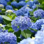 Ēnu dārza karalienes: 4 augi, kas rotās noēnoto stūri