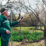 Gudri dārznieki apsmidzināja dārzu ar vienu produktu: neviens koks nesaslima