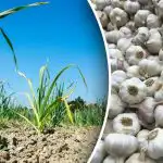 Ir svarīgi tur nokļūt, pirms tas kļūst silts: ar ko