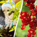 Jāņogas noteikti jābaro pavasarī: tikai sauja mēslojuma katram krūmam Jāņogas noteikti jābaro pavasarī: tikai sauja mēslojuma katram krūmam