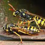 Jūs varat droši atbrīvoties no lapseņu ligzdas: speciālists dalījās noslēpumā