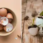 Kā izmantot olu čaumalas dārzā: 7 veidi, par kuriem daudzi