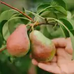 Kā pareizi apgriezt bumbieri, lai iegūtu milzīgu ražu: dārznieku padomi