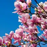 Kā pārstādīt magnoliju, lai koks noteikti iesakņotos jaunajā vietā