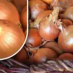 Kā saglabāt sīpolus, lai tie neizdīgst līdz vasarai: dārznieks atklāj