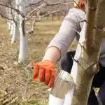 Kā un kad vislabāk balināt kokus: neviens kaitēklis nederēs