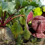 Kad novākt bietes 2025. gadā: ir nosauktas divas nobrieduša dārzeņa pazīmes