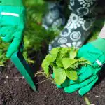 Kad rudenī stādīt zemenes, lai pavasarī savāktu spaiņus ogu: svarīgi