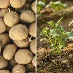 Kad stādīt kartupeļus 2026. gada aprīlī: labvēlīgas dienas saskaņā ar Mēness