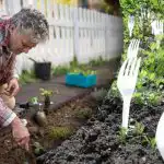 Kaimiņi smējās, līdz ieraudzīja rezultātu: kāpēc dārzā vajadzīgas dakšiņas?