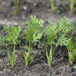 Kāpēc burkāni aug šķībi: pieredzējis dārznieks atklāja dāsnas ražas noslēpumu kapec-burkani-aug-skibi-pieredzejis-darznieks-atklaja-dasnas-razas-noslepumu.webp.webp