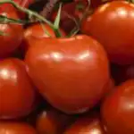 kapec-gudri-darznieki-nedelam-julija-nelaista-tomatus-slapes-saglaba-razu.jpg