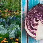 Kāpēc kāposti nokalst dārzā: tas viss ir par kaimiņiem