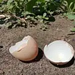 Kāpēc pieredzējušas mājsaimnieces nekad neizmet olu čaumalas: kalcija dārgums mājām un dārzam kapec-pieredzejusas-majsaimnieces-nekad-neizmet-olu-caumalas-kalcija-dargums-majam.jpg