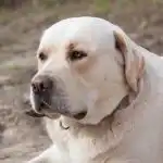 Kāpēc suņi luncina asti, ja viņi nemaz nav laimīgi: slepeno signālu atšifrēšana, ko mēs ignorējam kapec-suni-luncina-asti-ja-vini-nemaz-nav-laimigi-slepeno.jpg