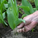 Kāpēc tulpes neziedēja: kādi ir iespējamie iemesli un kā to novērst kapec-tulpes-neziedeja-kadi-ir-iespejamie-iemesli-un-ka-to.webp.webp