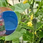 Kāpēc vasaras iedzīvotāji apūdeņo gurķus ar etiķi: negaidīts efekts