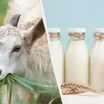 Kazas vai govs piens: ārsts paskaidroja, kurš piens patiesībā ir