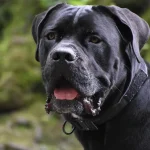 Kinologs nosauca 3 suņu šķirnes, kuras viņam nekad nepiederētu: kāds ir iemesls kinologs-nosauca-3-sunu-skirnes-kuras-vinam-nekad-nepiederetu-kads.webp.webp