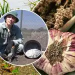 Ķiploki augs lēcieniem un robežām: kā sagatavot gultas rudenī Ķiploki augs lēcieniem un robežām: kā sagatavot gultas rudenī