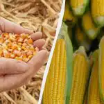 Labākais laiks kukurūzas sēšanai 2025. gadā: nepalaidiet to garām