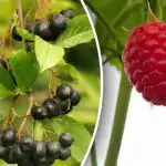 Mums jāsteidzas: kuri ogu krūmi tiek stādīti septembrī Mums jāsteidzas: kuri ogu krūmi tiek stādīti septembrī