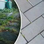 Nezāles tavā pagalmā pazudīs vienas nakts laikā, ja tās apsmidzināsiet