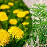 Portulaks, kviešu zāle, ambrozija: kā uz visiem laikiem atbrīvoties no nezālēm dārzā Portulaks, kviešu zāle, ambrozija: kā uz visiem laikiem atbrīvoties no