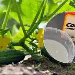 Raža ilgs līdz oktobrim: vienkārša recepte vislabākajai gurķu barošanai