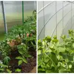 Rekordraža pārsteigs pat kaimiņus: kā ātri samitrināt augsni siltumnīcā