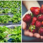 Rudens pēdējais akords: vienkāršas darbības, kas ietekmē nākamās sezonas ogas