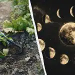 Šajās aprīļa dienās par dārzu vajadzētu aizmirst: precīzs sējas kalendārs