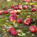 Sapuvuši āboli nav mēslojums: 4 iemesli, kāpēc bojātos augļus vajadzētu noņemt no zemes Sapuvuši āboli nav mēslojums: 4 iemesli, kāpēc bojātos augļus vajadzētu