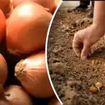 Sīpoli aug vairākas reizes labāk: dārznieks atklāj vienkāršu veidu, kā