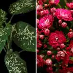 Trīs istabas augi, kas mājā piesaista kaitēkļus