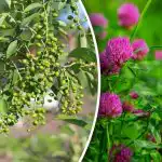 Un jums nav nepieciešama laika prognoze: kuri augi paredz lietu Un jums nav nepieciešama laika prognoze: kuri augi paredz lietu