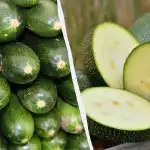 Vieni pēc ražas, citi pēc garšas: kādas cukini šķirnes izvēlēties