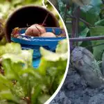 Vienkārša rīcība augustā: dārznieks dalījās, kā padarīt bietes saldas un