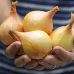 Viss par sīpolu audzēšanu jūsu dārzā: eksperti ir apkopojuši visus