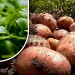 Zeme būs kā pūka: dārznieks stāstīja, ko sēt pēc kartupeļu